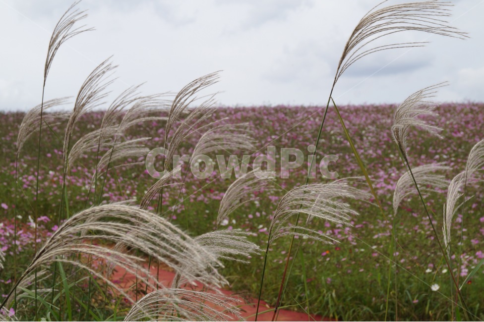 꽃,갈대,풍경,자연,꽃밭,가을,계절,fall,autumn,season,자연,풍경,nature,landscape,plant,식물,grass,잔디,lawn,reed