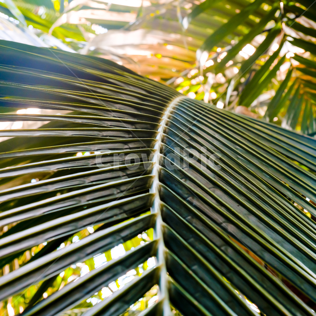 plant,식물,tree,나무,arecaceae,palmtree,야자수,패턴,배경,선,잎,자연