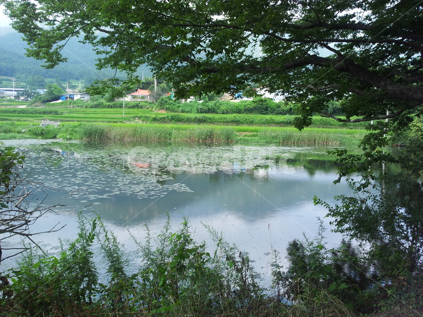 시골,숲,나무,저수지,길,시골길,숲길,자연,풍경,nature,landscape,outdoors,옥외,land,땅,water,물