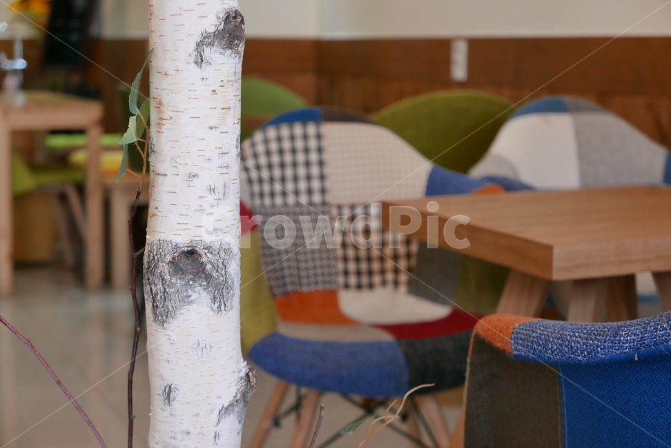 카페,cafe,식물,나무,tree