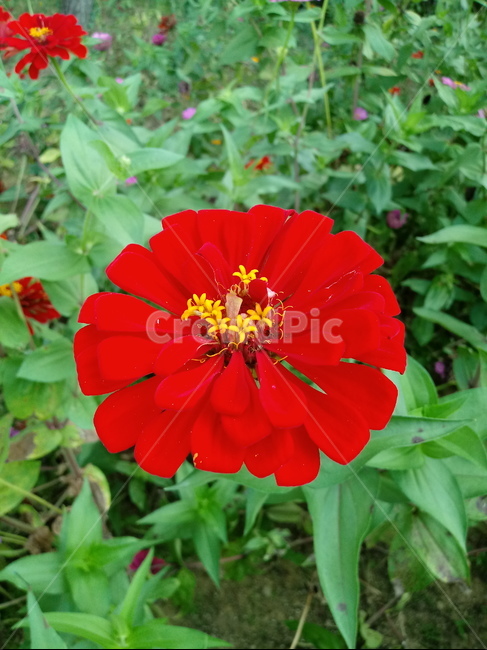 백일홍,백일초,꽃,식물,국화과,plant,flower,식물,자연,plants,nature,꽃,flower