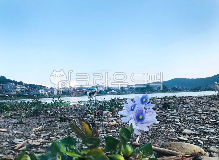 페와호구,포카라,네팔,외로운꽃,강아지