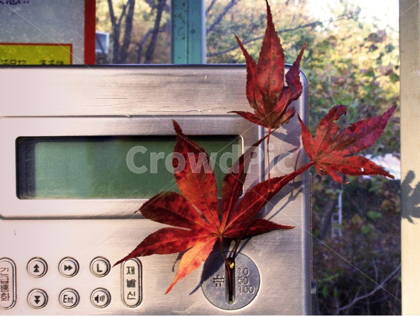 가을,낙옆,추억,분위기,공중전화,가을,계절,fall,autumn,season,leaf,잎,plant,식물,tree,나무