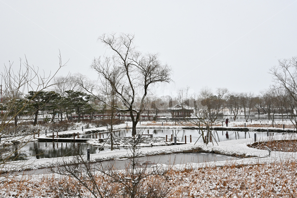 겨울,눈,연못,궁남지,연꽃,정원,자연,nature,outdoors,겨울,계절,winter,season
