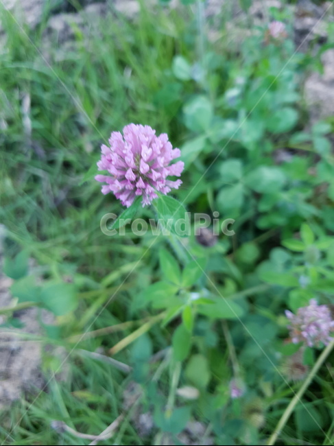 plant,식물,blossom,꽃,flower,자연,보라꽃,들꽃,보라색,여름,가을,꽃,flower