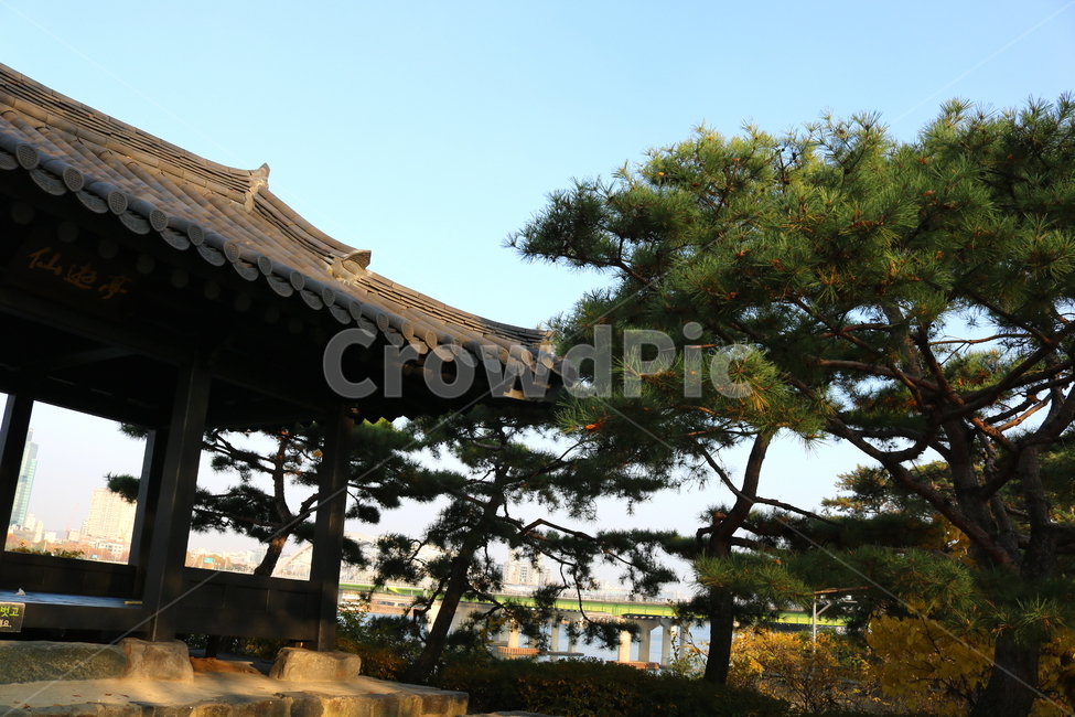 공원,선유도공원,한강공원,소나무,나무,양화대교,대교,다리,한강,자연,풍경,강,정자,기와지붕,기와,한국전통,한국문화,korean traditional,korean culture,건축물,건물외관,exterior,building,structure,architecture,construction