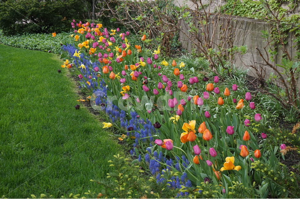 튤립,화단,색상,휴식,평화,꽃,식물,자연,plants,nature,꽃,flower