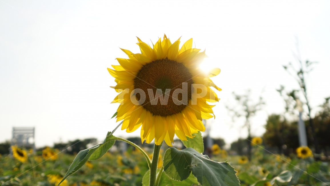 해바라기,공원,꽃,여름,식물,여름꽃,식물,자연,plants,nature,꽃,flower