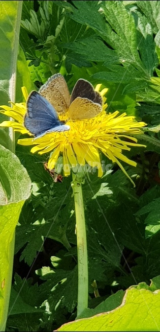 봄,나비,민들레,꽃,자연,곤충,식물,자연,plants,nature,꽃,flower,동물,animal,곤충,벌레,insect,bug