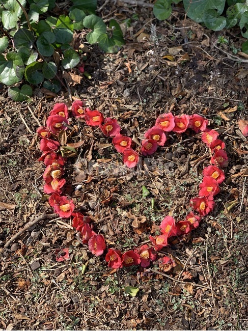 제주,동백꽃,꽃,하트,사랑,꽃,flower,감정표현,기분,feeling,emotion