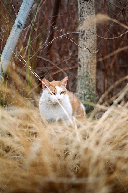 고양이,길냥이,동물,cat,필름,길고양이,동물,animal,포유류,mammal,고양이,cat,kitten,kitty