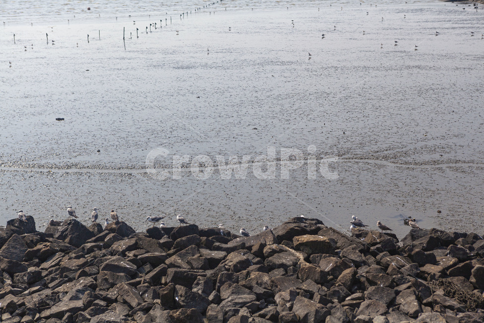 갯벌,바다,간척지,오이도,환경,모래,갈매기,풍경,nature,landscape