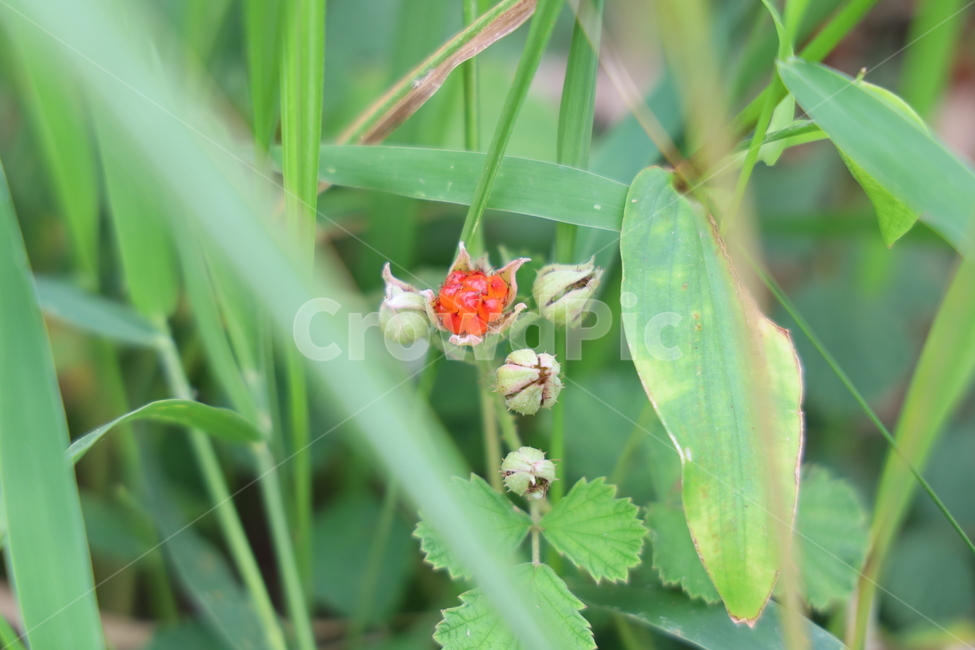 산딸기,자연딸기,딸기,자연,크린베리,베리,과일,열매,fruit