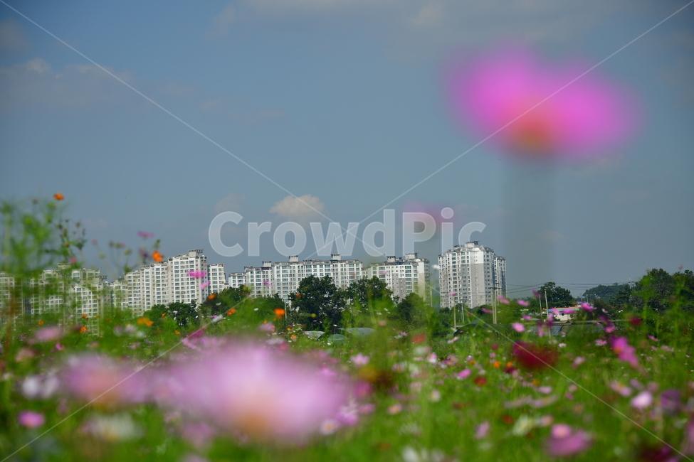 코스모스,꽃,가을,식물,자연,plant,flower,식물,자연,plants,nature,꽃,flower