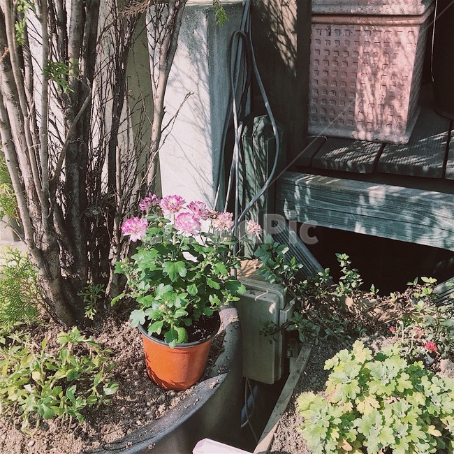 자연,꽃,식물,감성,배경,식물,자연,plants,nature,꽃,flower