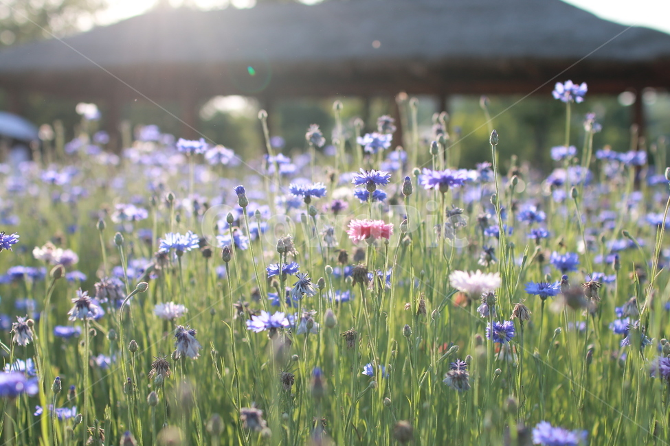 수레국화,여름,꽃,식물,인천대공원,자연,풍경,nature,landscape,식물,plants,꽃,flower,blossom,anemone,아네모네,plant
