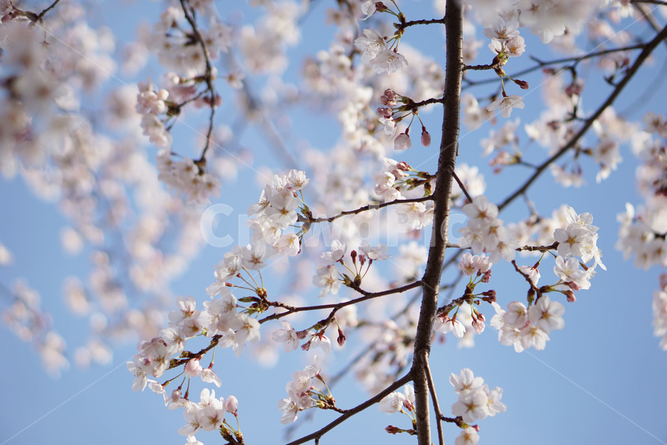 blossom,flower,공원,나무,숲,자연,보라매공원