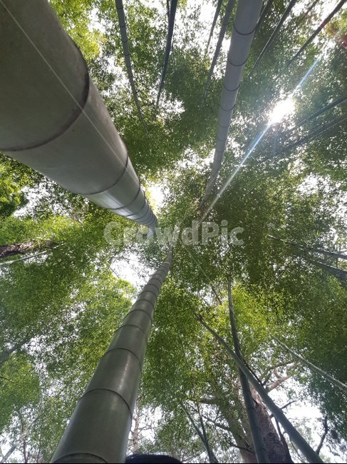 light,빛,flare,플레어,plant,tree,나무,식물
