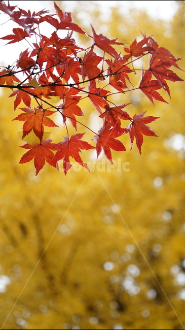 낙엽,단풍,단풍나무,은행나무,나무,비,가을,가을,계절,fall,autumn,season,식물,자연,plants,nature,leaf,잎,plant,tree