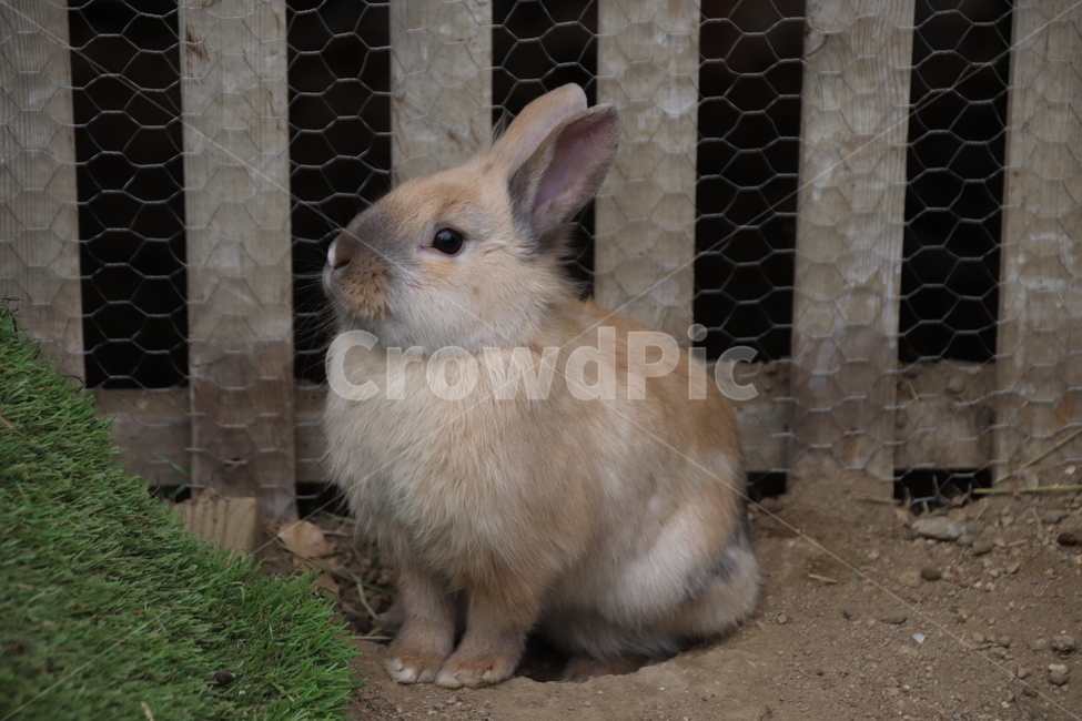 토끼,동물,자연,귀여움,순한,동물,animal,포유류,mammal