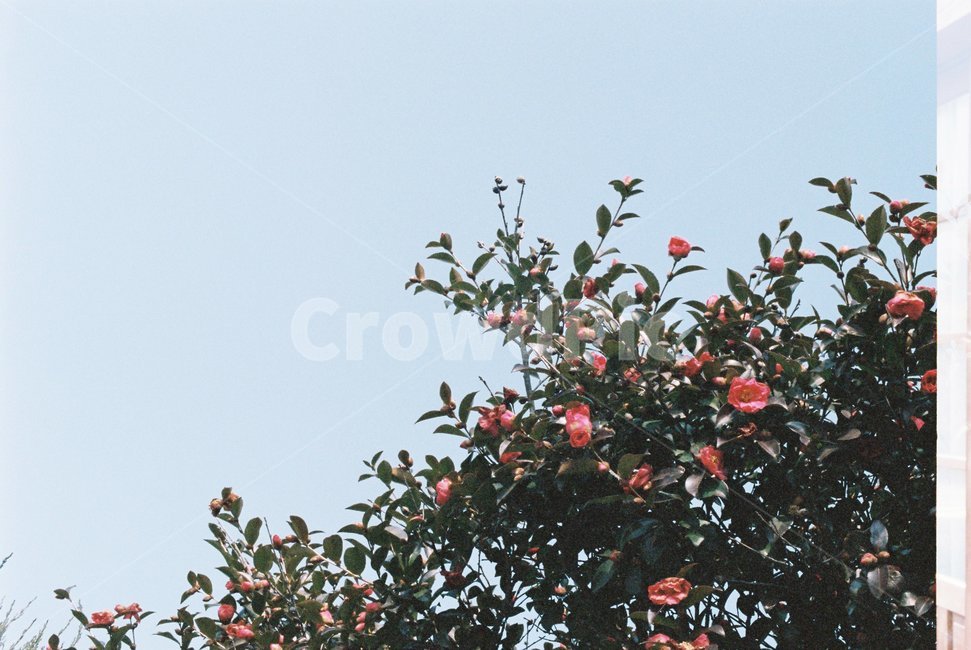 꽃,봄,하늘,색감,풍경,자연,감성,식물,자연,plants,nature,꽃,flower