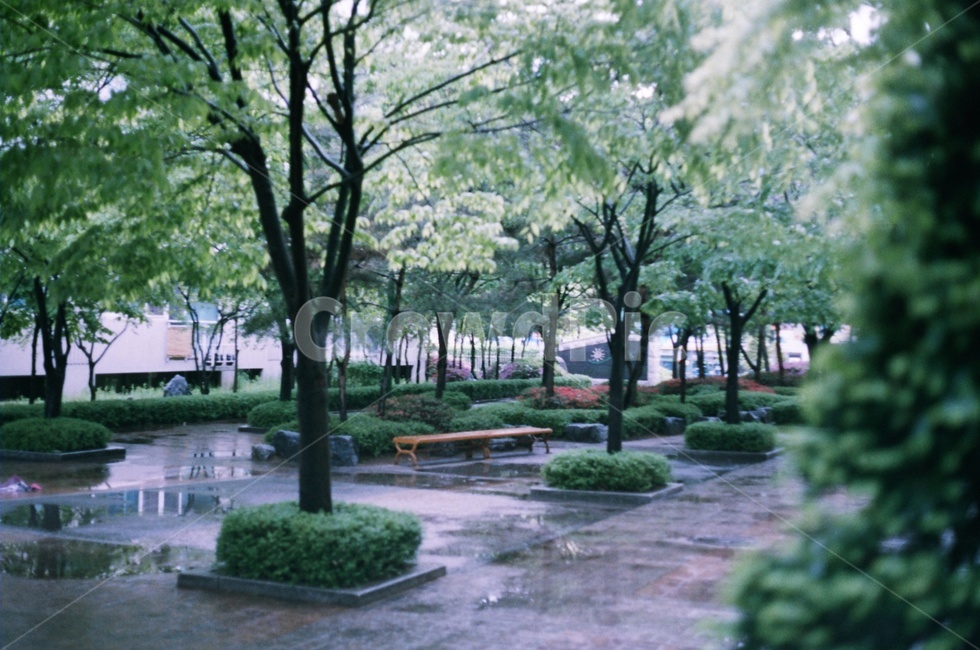 나무,필름,감성,녹색,공원,자연,풍경,nature,landscape,outdoors,옥외,garden,정원