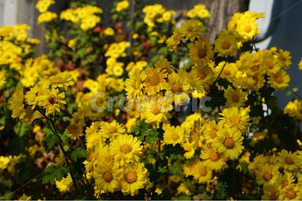 flower,꽃,국화,blossom,식물