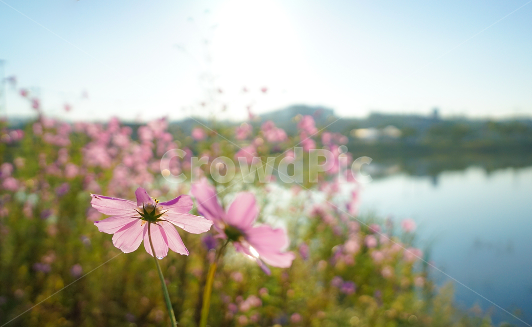 호수,저수지,꽃,야생화,가을,코스모스,가을,계절,fall,autumn,season,식물,자연,plants,nature,꽃,flower,plant