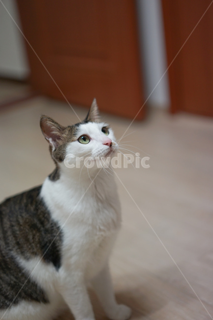 고양이,야옹이,코리안숏헤어,반려묘,미묘,애완동물,동물,animal,포유류,mammal,고양이,cat,kitten,kitty