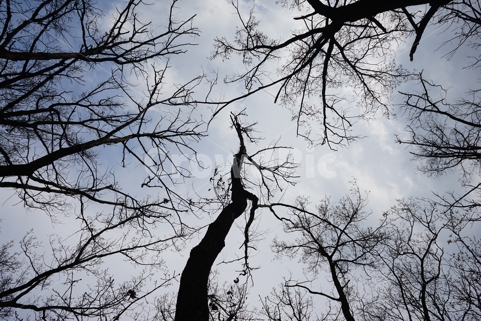 나무,나뭇잎,우울,외로움,하늘,구름,자연,tree,leaves,alone,lonely,sky,nature,실루엣,silhouette,loneliness,lonesomeness,가지,branch,자연,풍경,nature,landscape,나무,trees,wood,plant,식물,tree trunk,나무 줄기
