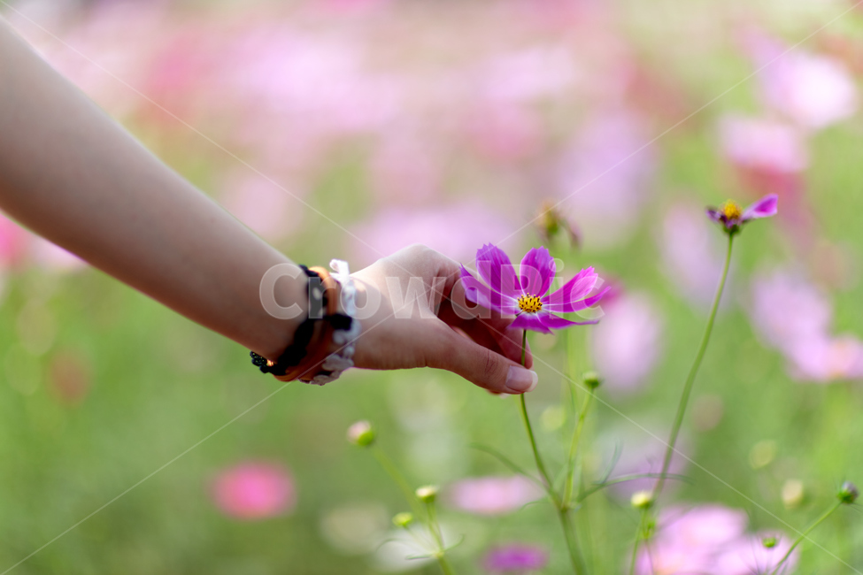 사람,인간,손,코스모스,가을,가을,계절,fall,autumn,season,식물,자연,plants,nature,꽃,flower,사람,인물,인간,human,person,신체일부,몸,body