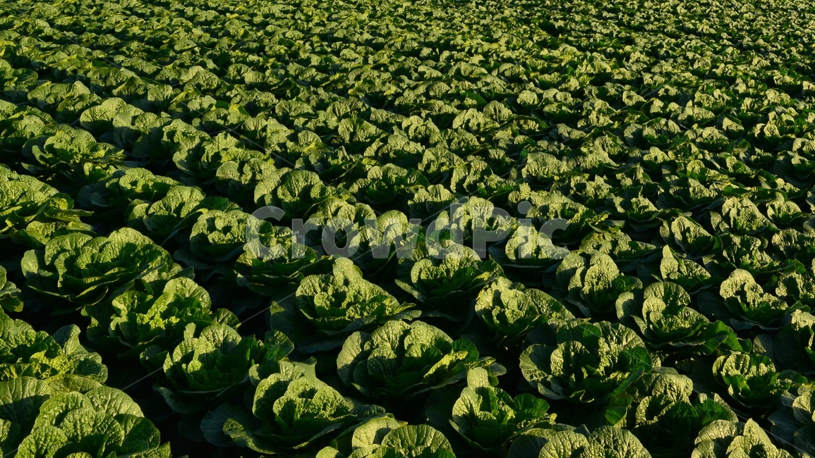 plant,식물,leaf,잎,배추,배추밭,김장김치,고랭지배추밭,농업,농사,경작,영농,고랭지배추,농업,농사,agriculture,farming,farming industry