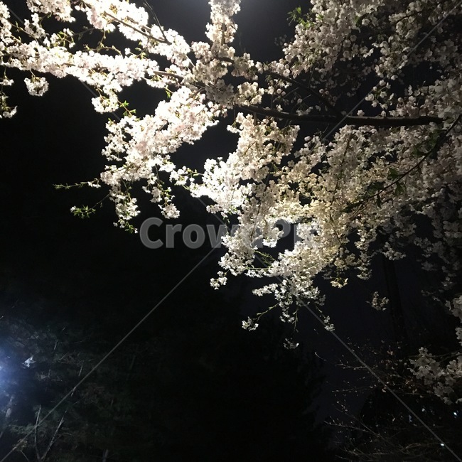 나무,벚꽃,벚꽃나무,봄,야경