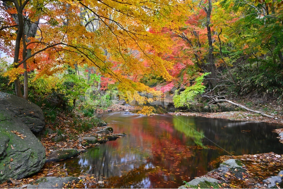 tree,나무,plant,식물,maple,leaf,잎,water,물,nature,자연,outdoors,옥외,고창,선운사,선운사가을,도솔천,가을,계절,추색,만추,단풍,반영,가을,계절,fall,autumn,season