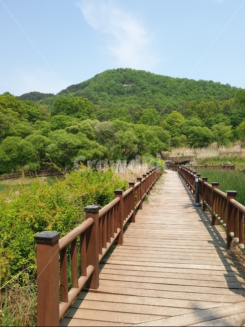 햇살,나무,숲,자연,여름,봄,날씨,구름,빛,나뭇가지,초록색,푸른,단풍,빨강,붉은,산,길,그림자,산길,숲길