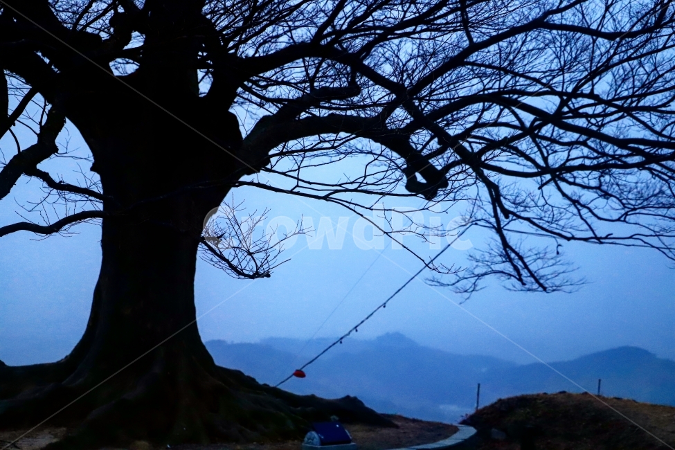 새벽녘,나무,푸른,검은나무,휴식,식물,자연,plants,nature,나무,trees,wood,실루엣,그림자,silhouette,shadow