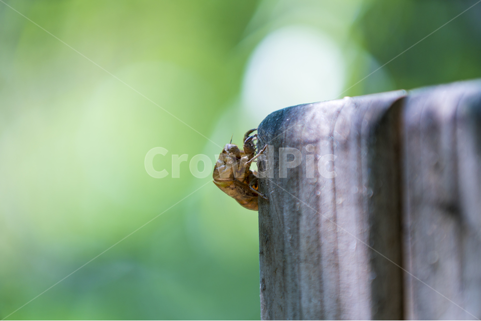 매미,허물,여름,매크로,매미허물,매미애벌레,동물,animal,곤충,벌레,insect,bug