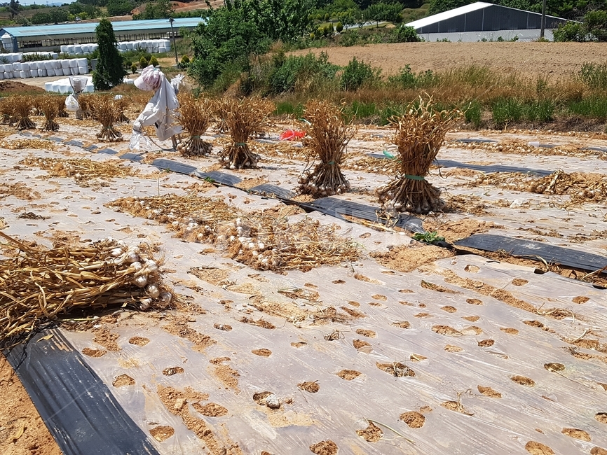 농작물,허수아비,시골,농사,재배,가을,계절,fall,autumn,season,산업,industry,industrial,농업,농사,agriculture,farming,farming industry