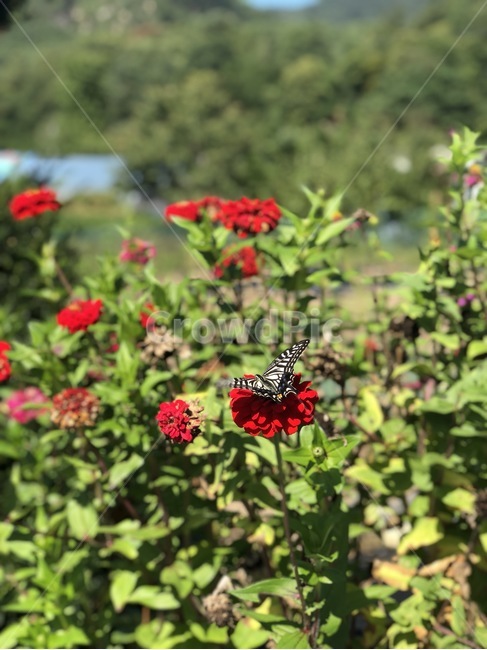 호랑나비,나비,가을,가을꽃,가을풍경,식물,자연,plants,nature,꽃,flower,동물,animal,곤충,벌레,insect,bug