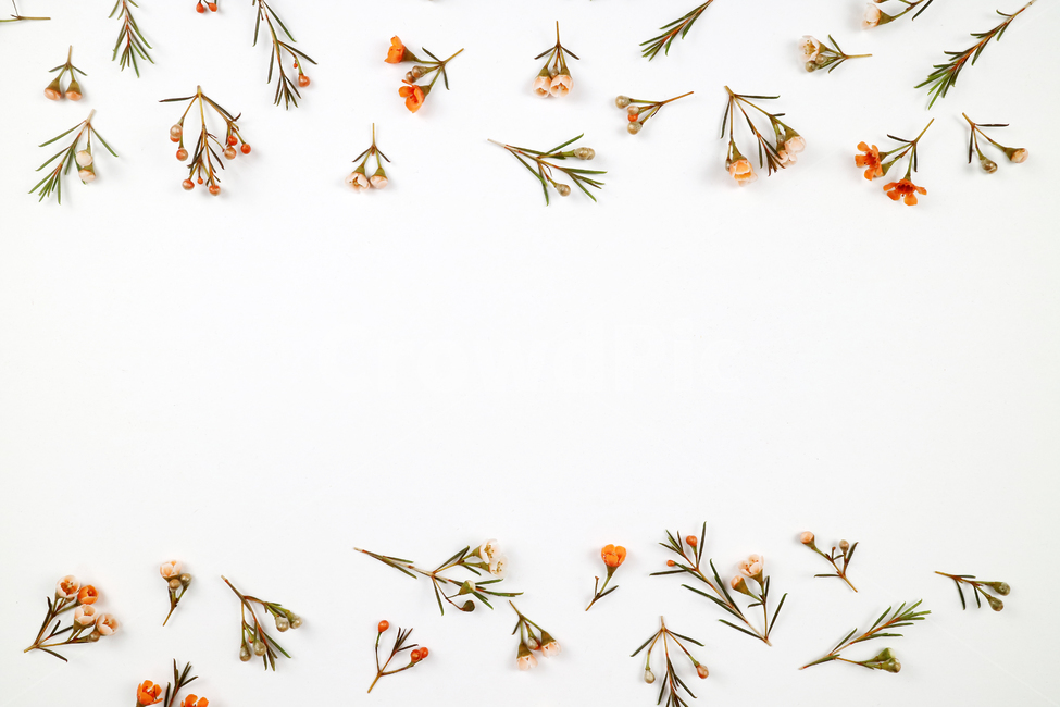 꽃,식물,꽃송이,왁스플라워,배경,백그라운드,꽃봉오리,flower,nature,flora,background,꽃,flower