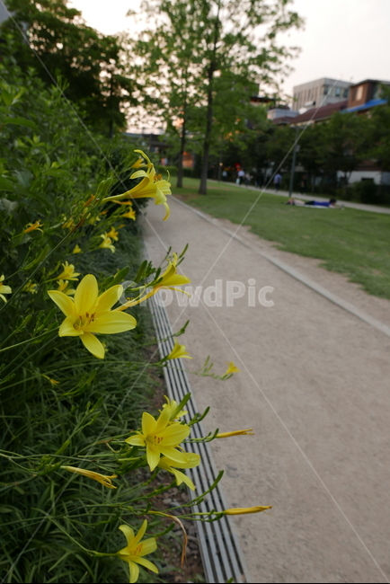 plant,식물,꽃,노란꽃,flower,길가