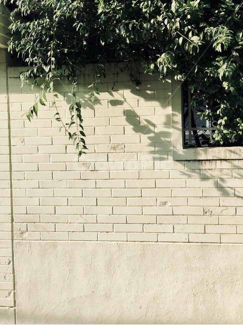 벽,돌담,오후,햇빛,그림자,식물,식물,자연,plants,nature