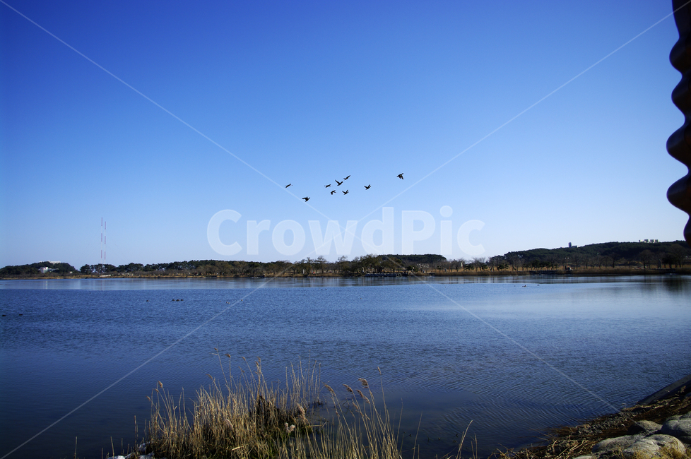 호수,갈대,식물,plant,겨울,하늘,color,겨울,계절,winter,season,자연,풍경,nature,landscape,water,물,outdoors,옥외,reservoir,저수지,bird,새,animal,동물