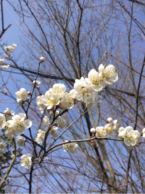 꽃,플라워,봄,봄꽃,뷰티풀,flower,bloom,beautiful,벚꽃,blossom,plant,식물,식물,자연,plants,nature,꽃,flower