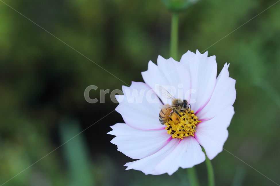 꽃,코스모스,cosmos,plant,pollen,벌,꿀벌,bee,식물,식물,자연,plants,nature,꽃,flower