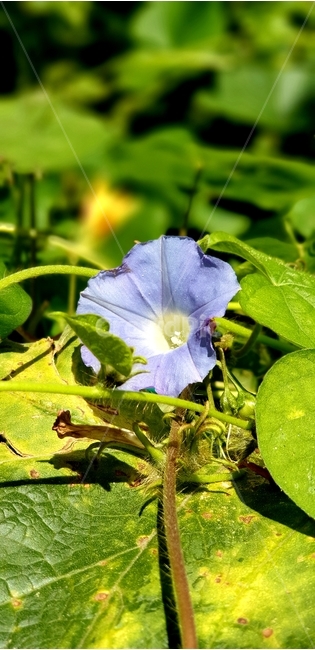 나팔꽃,꽃,자연,보라색,초록색,식물,자연,plants,nature,꽃,flower
