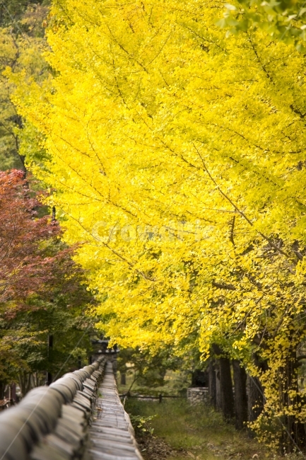 사진,디자인,소스,포토,사진자료,배경,배경사진,백그라운드,한국,동양,아시아,풍경,자연,환경,실외,낮,오후,저녁,식물,나무,가을,단풍,가을풍경,9월,10월,11월,은행,은행나무,노란색,기와,담장,담,가을,계절,fall,autumn,season,한국전통,한국문화,korean traditional,korean culture,식물,자연,plants,nature,나무,trees,wood,tree,plant