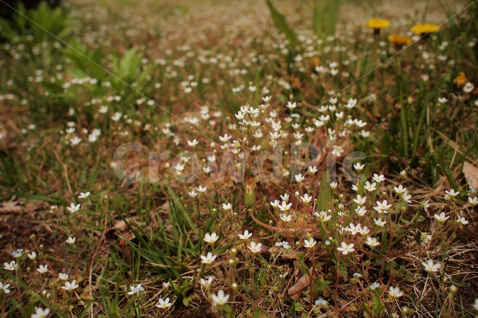 들꽃,풀꽃,애기꽃,하얀꽃,봄,식물,자연,plants,nature,꽃,flower