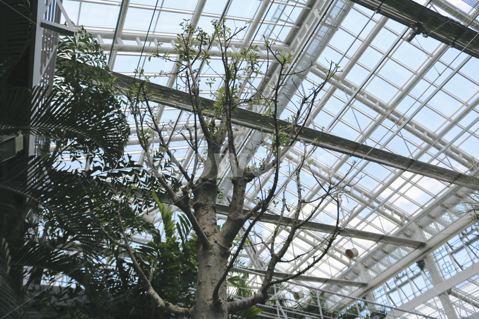경주,동궁원,식물원,식물,관광지,식물,자연,plants,nature,나무,trees,wood