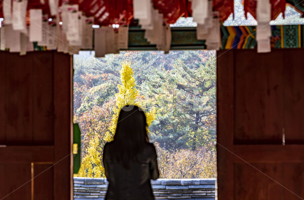 청평사,단청,기와,기와지붕,가을,전통가옥,전통건축물,건축물,단풍,감성,기원,전통대문,지붕,roof